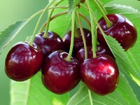 640px-Cherry_sweet_cherry_red_fruit_167341.jpg