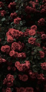 daigo_pinterest_downloader_1714539094.jpeg