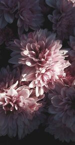 daigo_pinterest_downloader_1714538734.jpeg