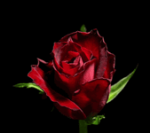 [xenforo.xyz] project_09bc3aa9-8609-4426-b5e6-a1bf6d677a01.gif