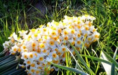 گل-نرگس2-450x285.jpg گل-نرگس2-450x285.jpg