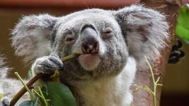 Koala-11.jpg