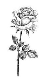 images (27).jpeg