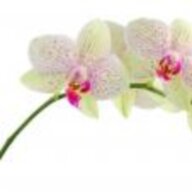 سایه های بیداری